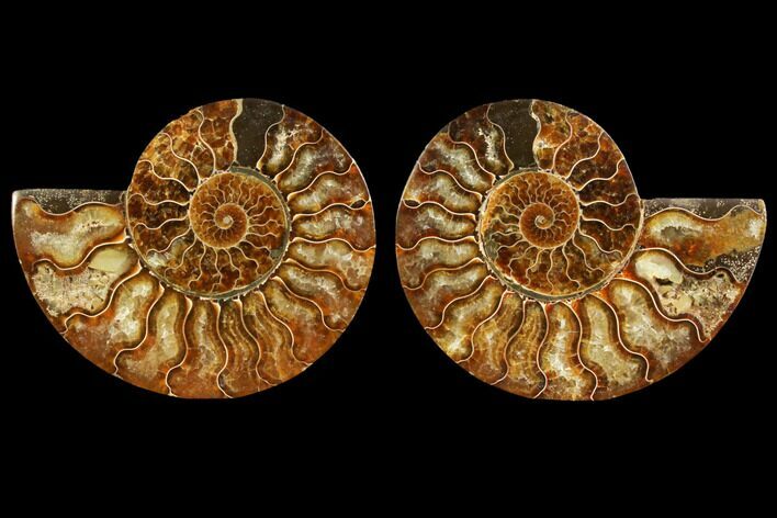 Sliced Ammonite Fossil - Agatized #116785